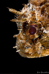 Rockfish-Portrait by Rico Besserdich 